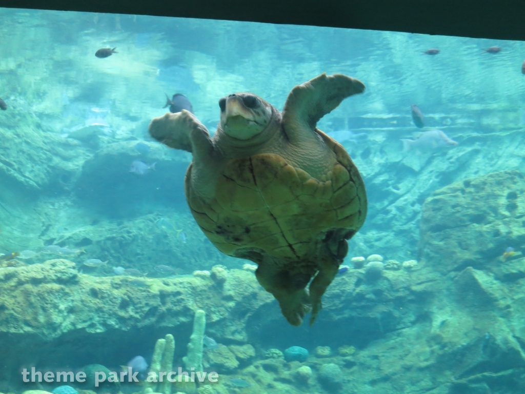 Turtle Trek at SeaWorld Orlando