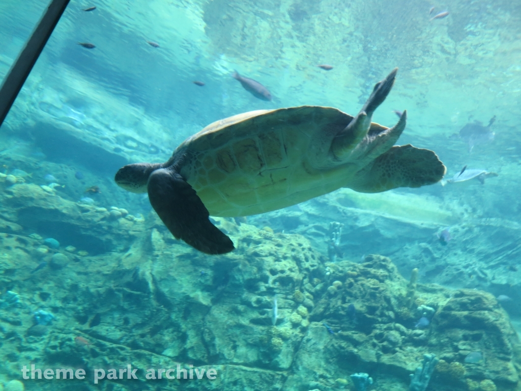 Turtle Trek at SeaWorld Orlando