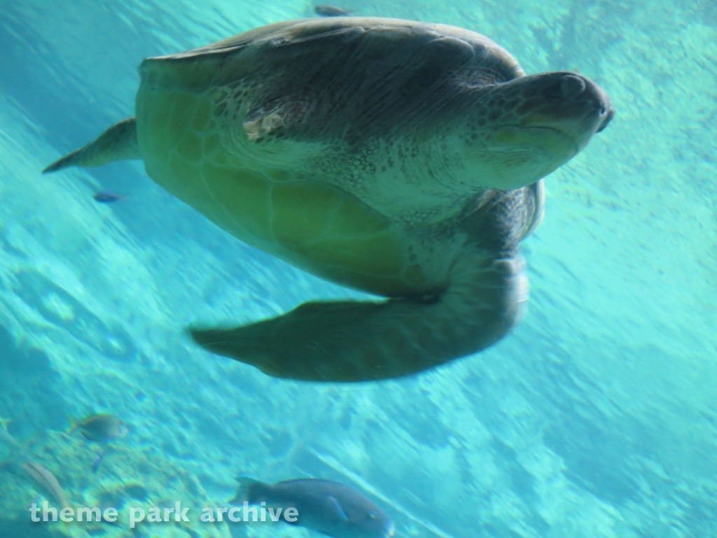 Turtle Trek at SeaWorld Orlando