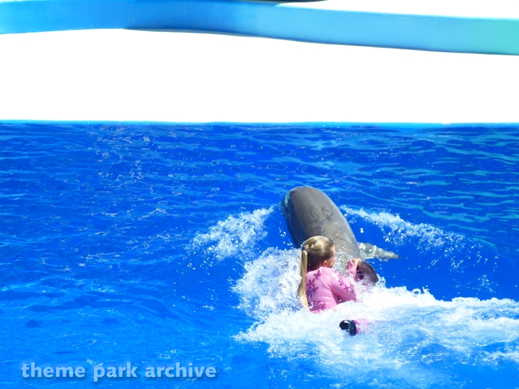 Blue Horizons at SeaWorld San Diego