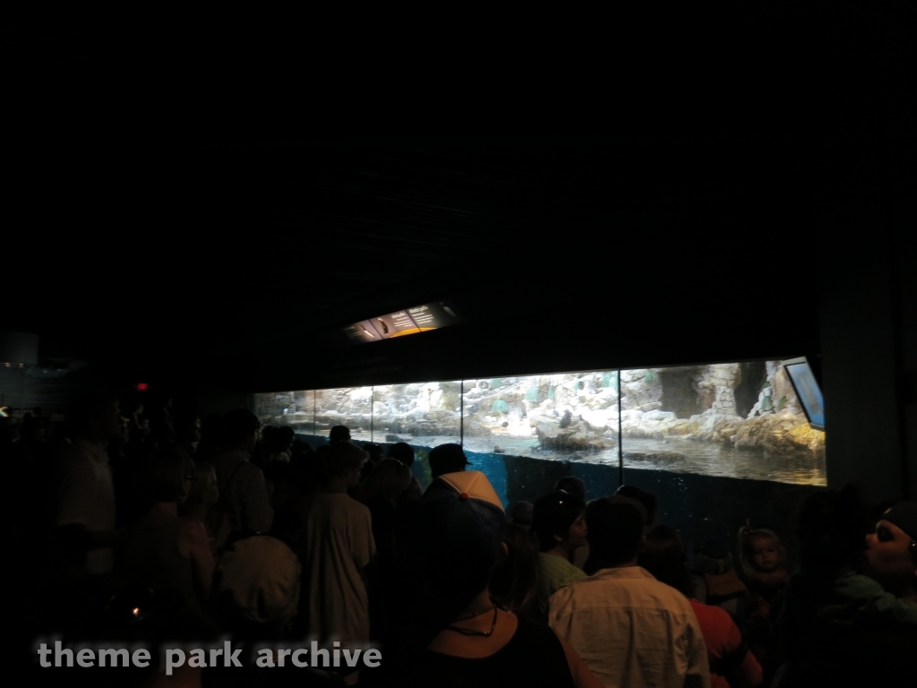 Penguin Encounter at SeaWorld San Diego