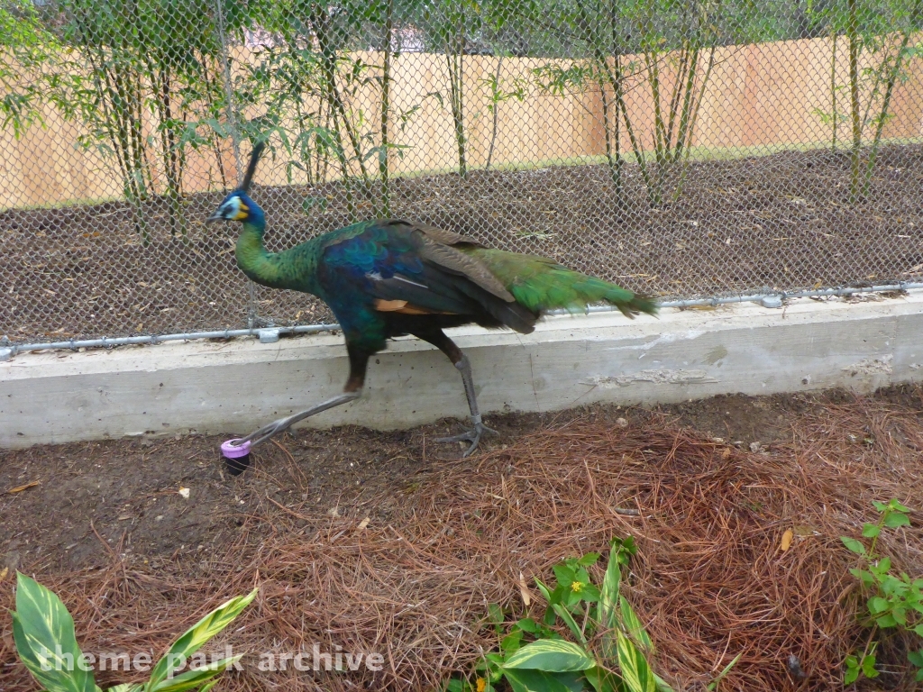 Roa's Aviary at SeaWorld San Antonio