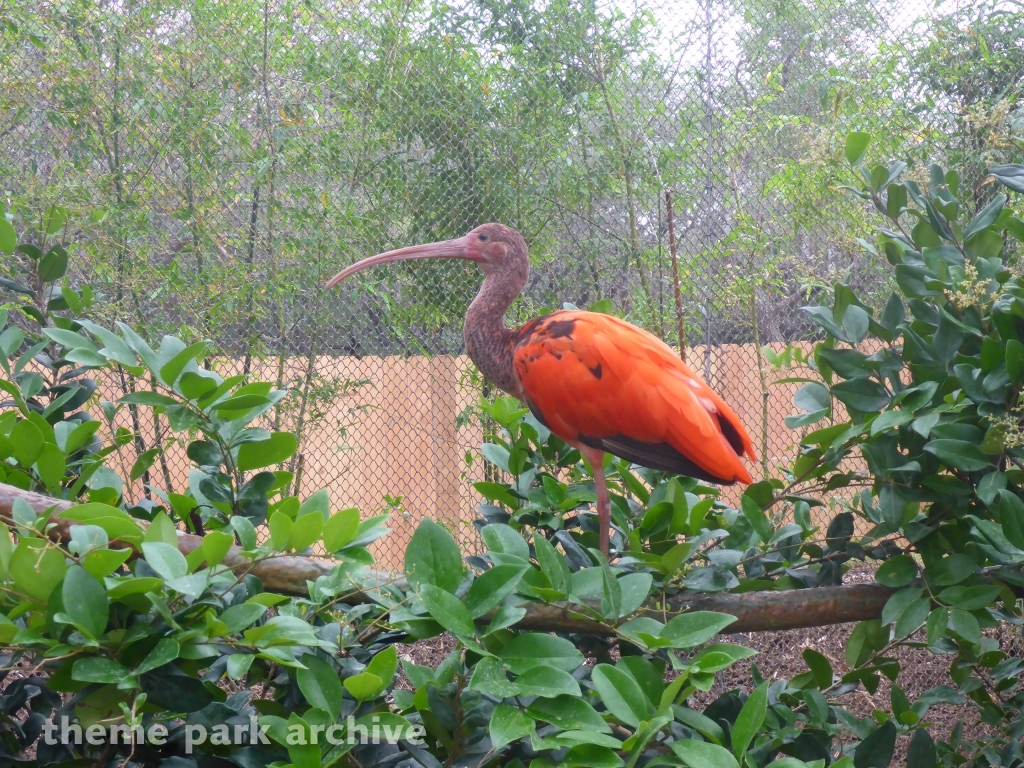 Roa's Aviary at SeaWorld San Antonio