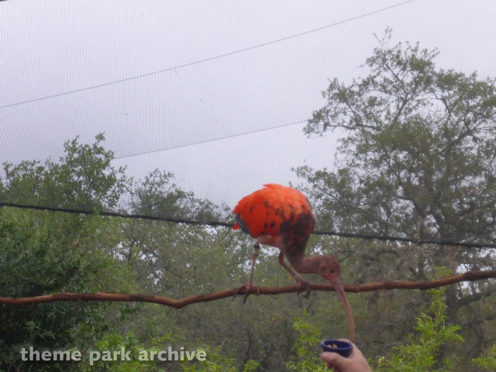 Roa's Aviary at SeaWorld San Antonio