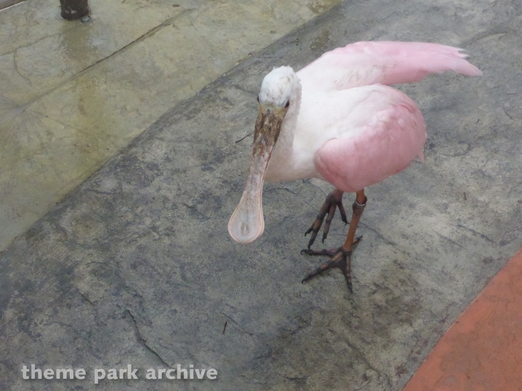 Roa's Aviary at SeaWorld San Antonio