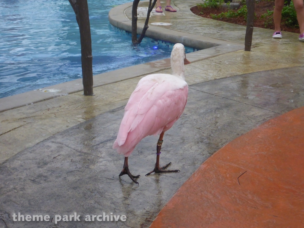 Roa's Aviary at SeaWorld San Antonio