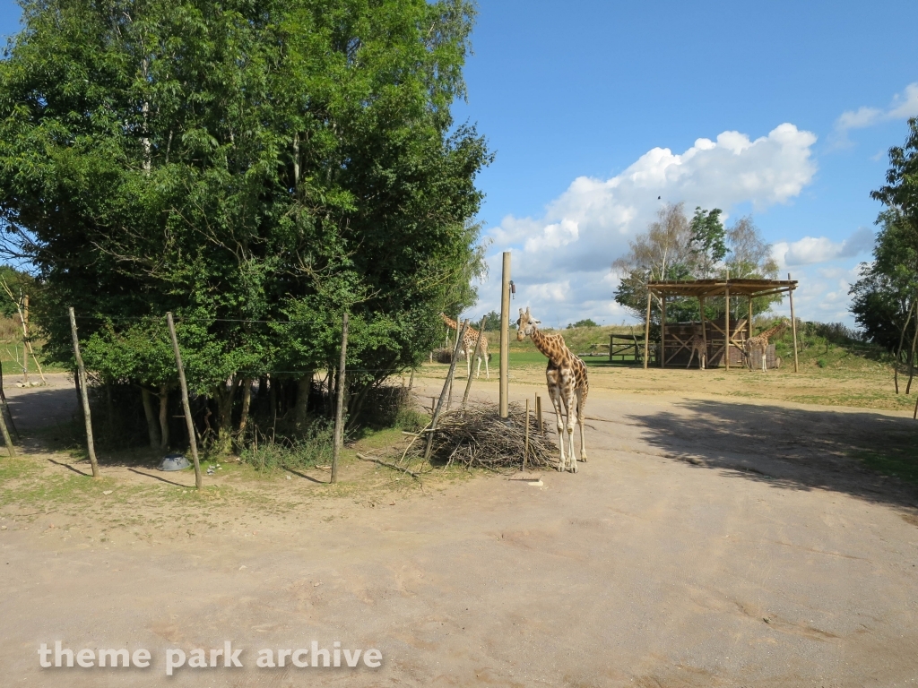 Zufari: Ride into Africa at Chessington World of Adventures Resort