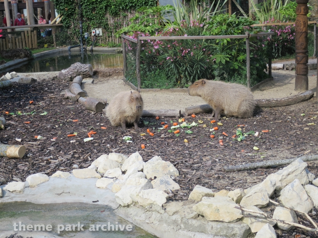 Amazu at Chessington World of Adventures Resort