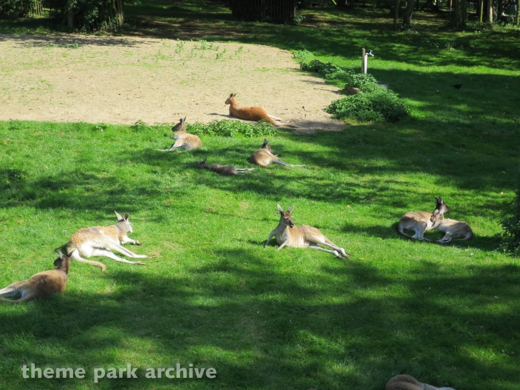 Zoo at Flamingo Land