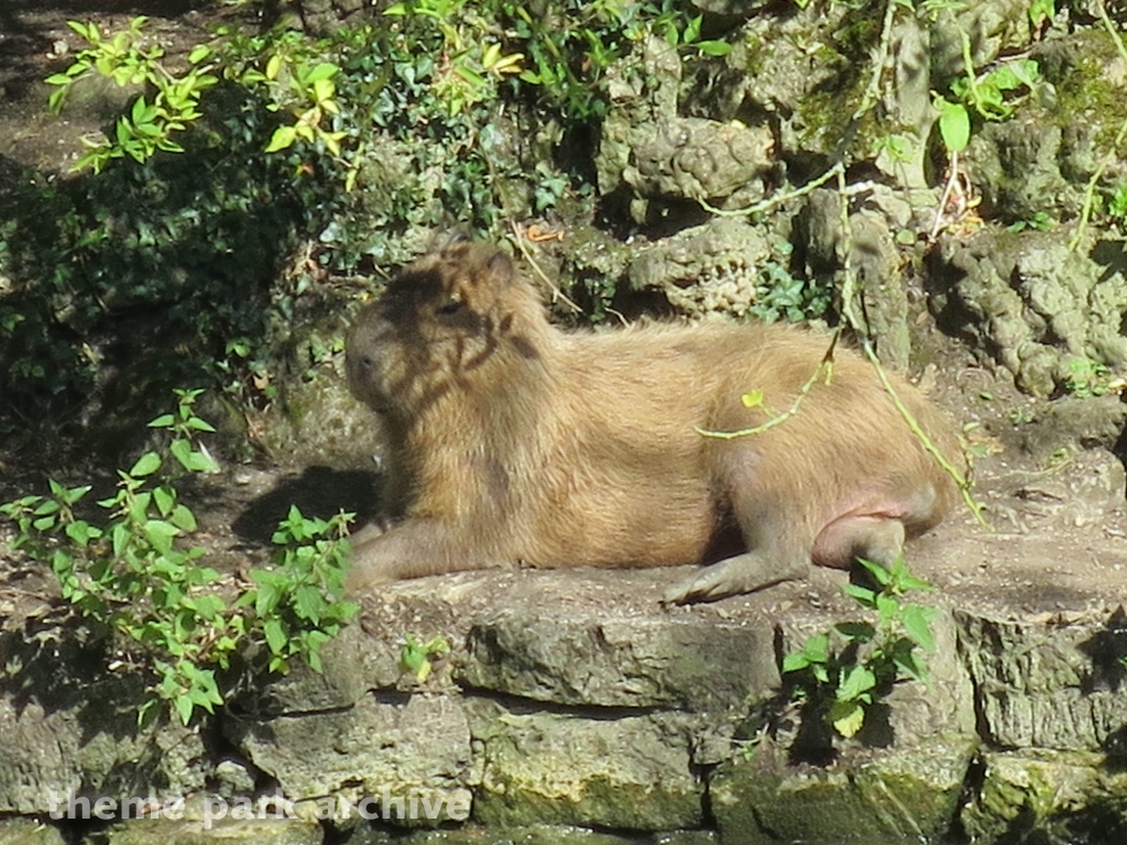 Zoo at Flamingo Land