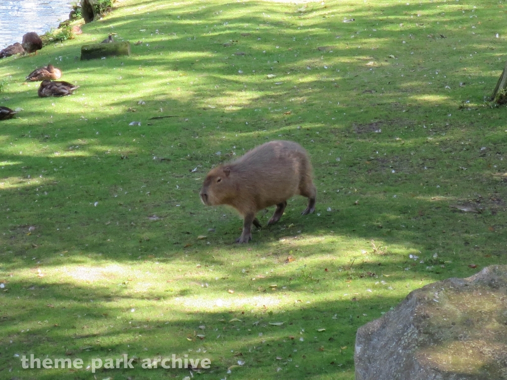 Zoo at Flamingo Land