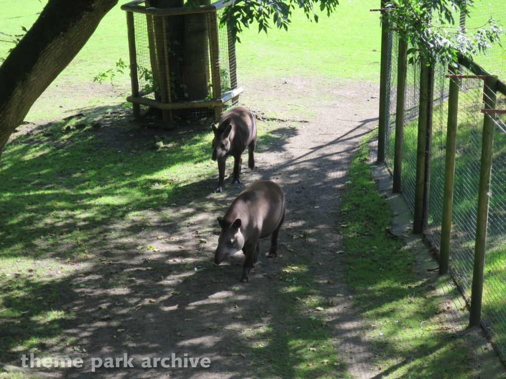 Zoo at Flamingo Land