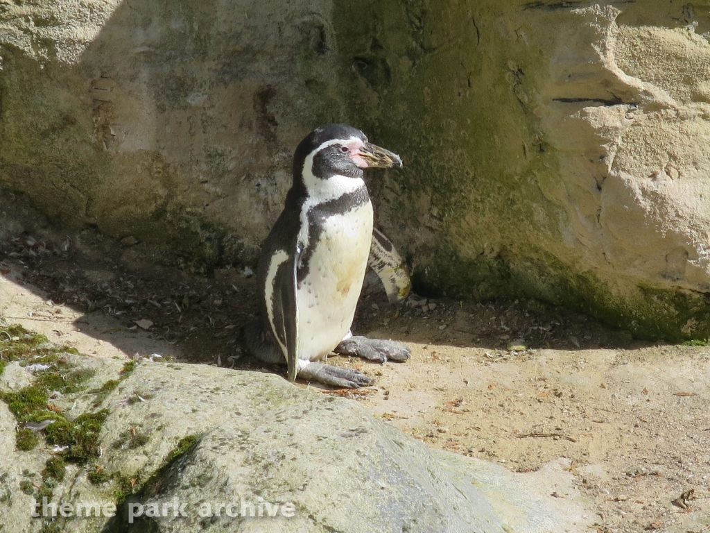 Zoo at Flamingo Land