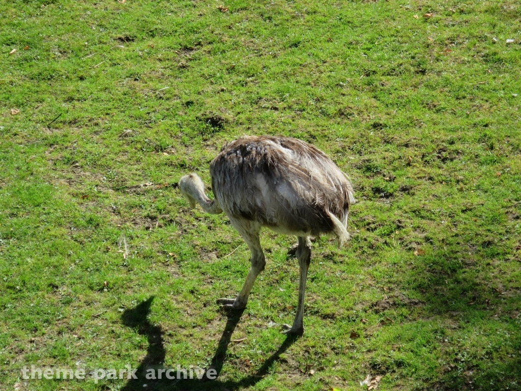 Zoo at Flamingo Land