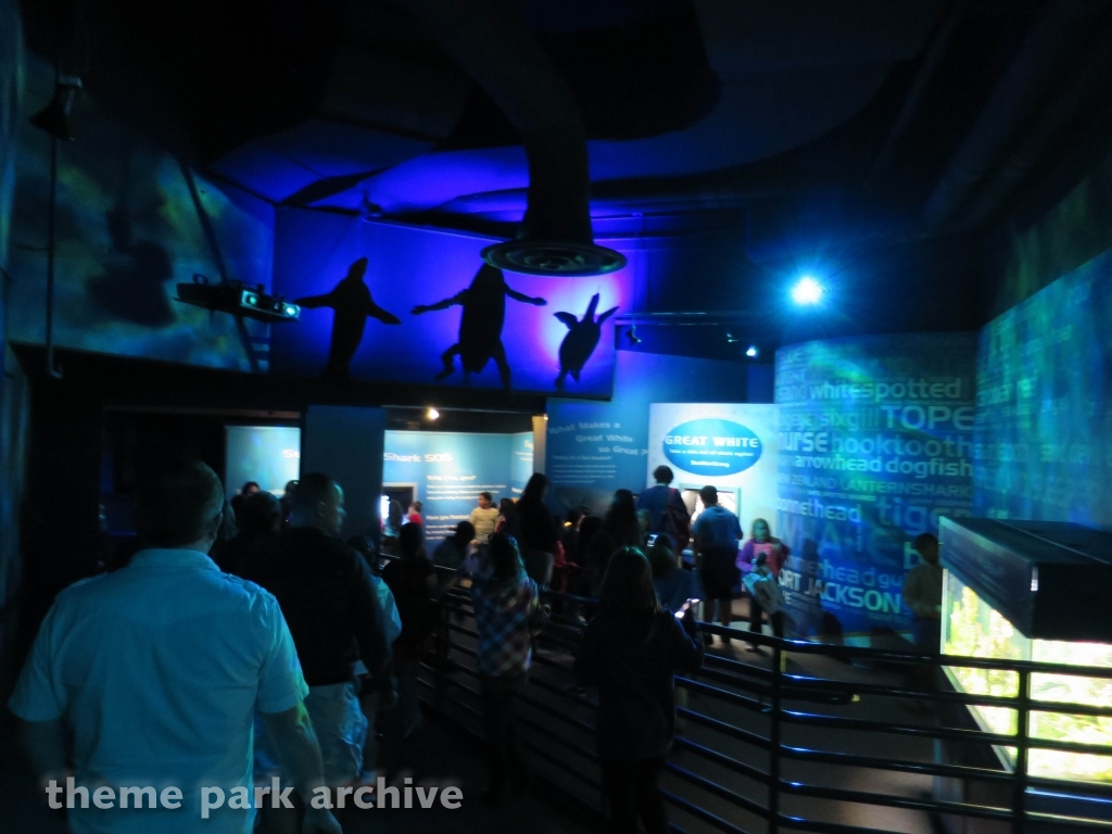 Shark Encounter at SeaWorld Orlando