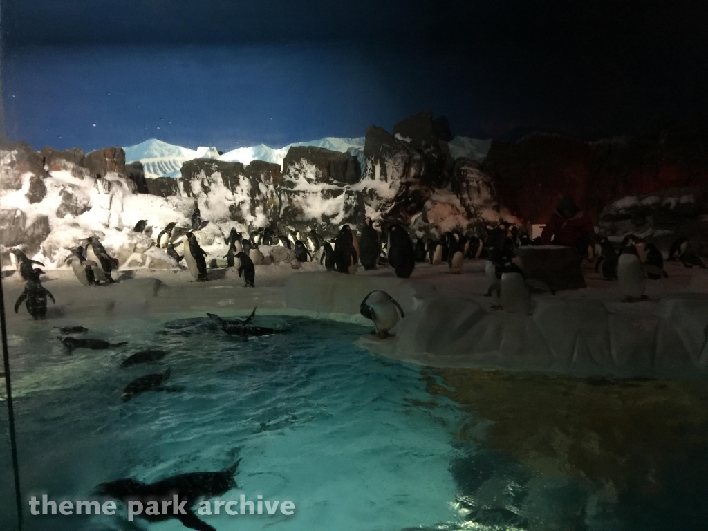 Penguin Encounter at SeaWorld San Diego