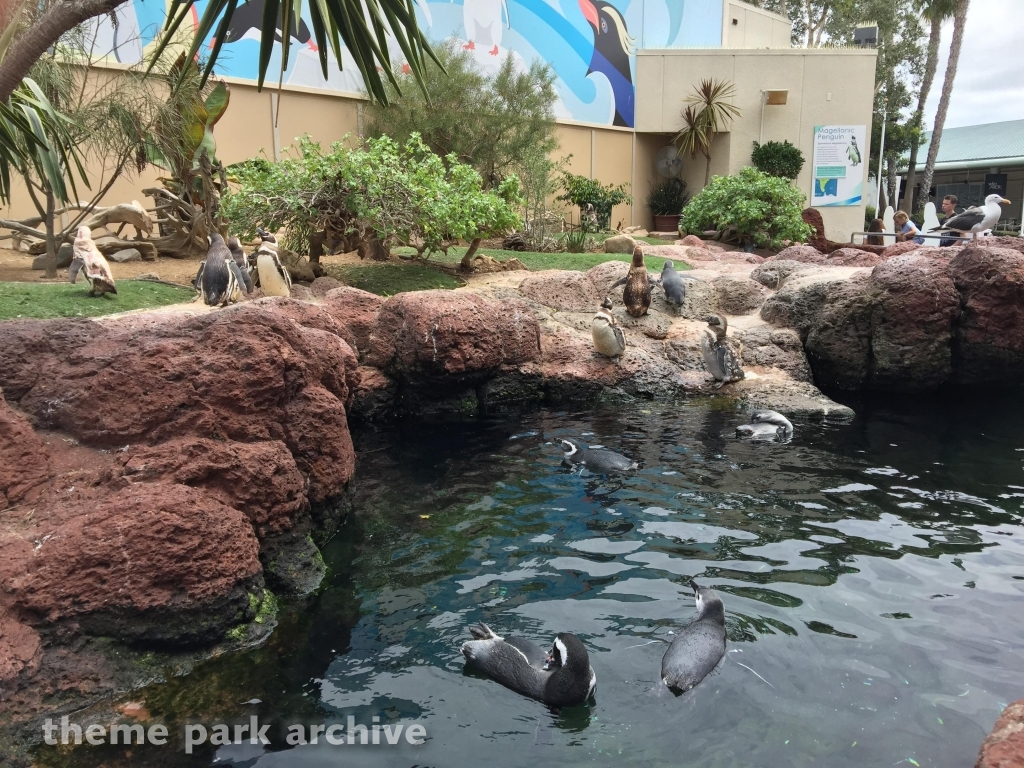 Penguin Encounter at SeaWorld San Diego