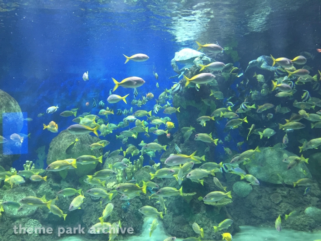 Turtle Reef at SeaWorld San Diego