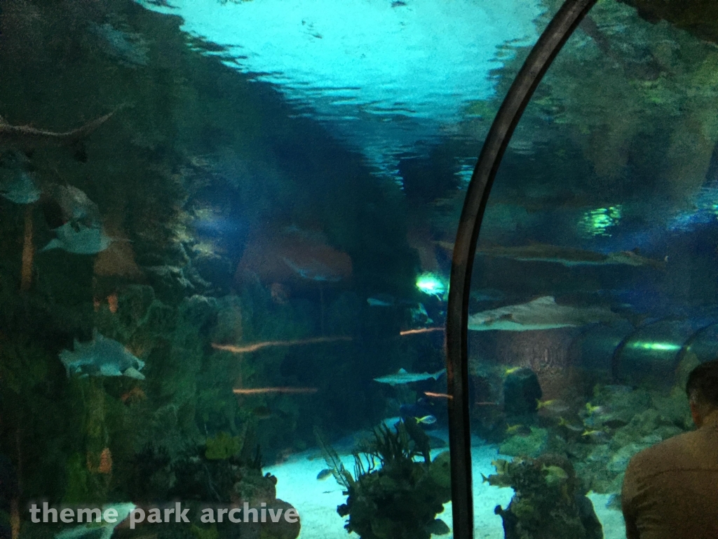 Shark Encounter at SeaWorld San Diego