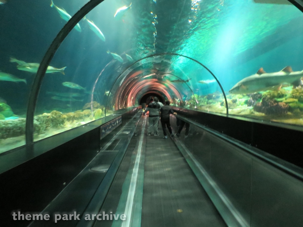 Shark Encounter at SeaWorld Orlando