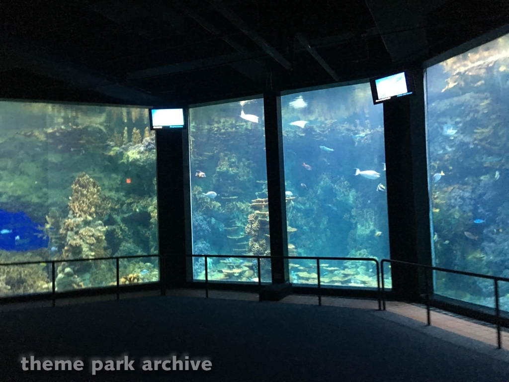 Sharks   The Coral Reef at SeaWorld San Antonio