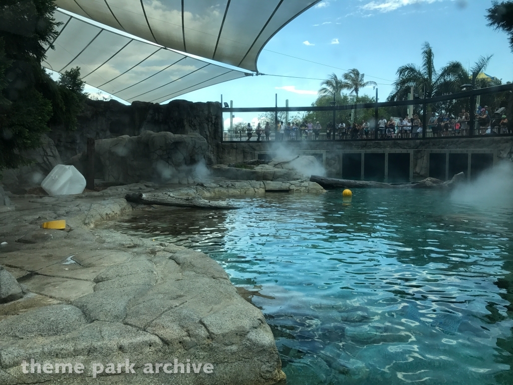 Polar Bear Shores at Sea World Gold Coast