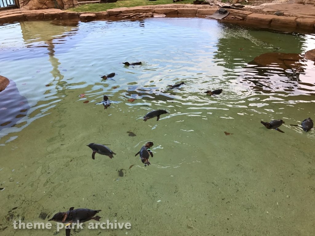 Penguin Point at Sea World Gold Coast