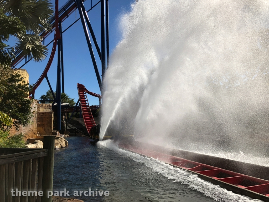 Sheikra at Busch Gardens Tampa