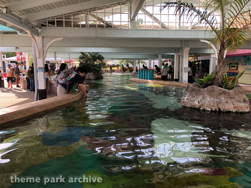 Stingray Lagoon at SeaWorld Orlando