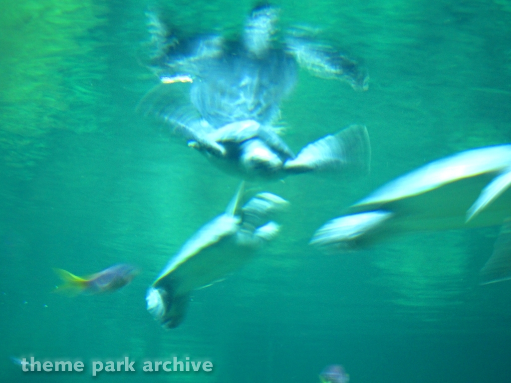 Turtle Reef at SeaWorld San Diego