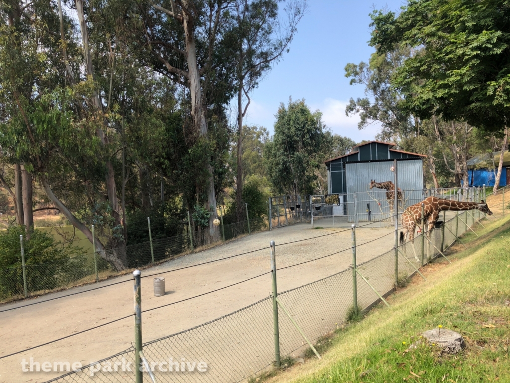 Giraffe Encounter at Six Flags Discovery Kingdom