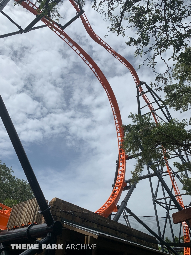 Tigris at Busch Gardens Tampa