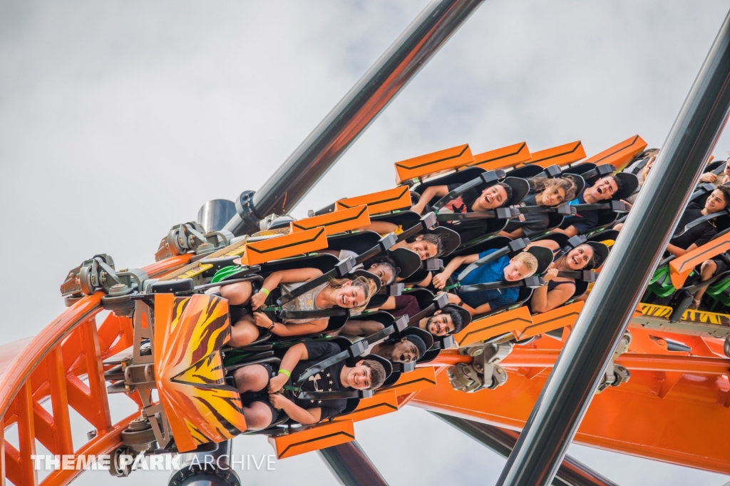 Tigris at Busch Gardens Tampa