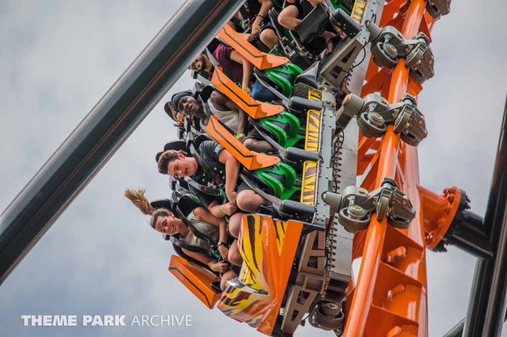 Tigris at Busch Gardens Tampa