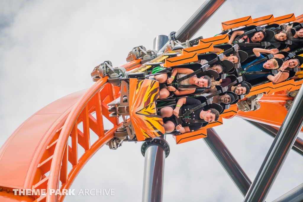 Tigris at Busch Gardens Tampa