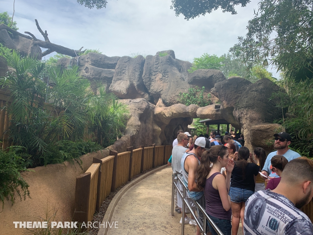 Tigris at Busch Gardens Tampa