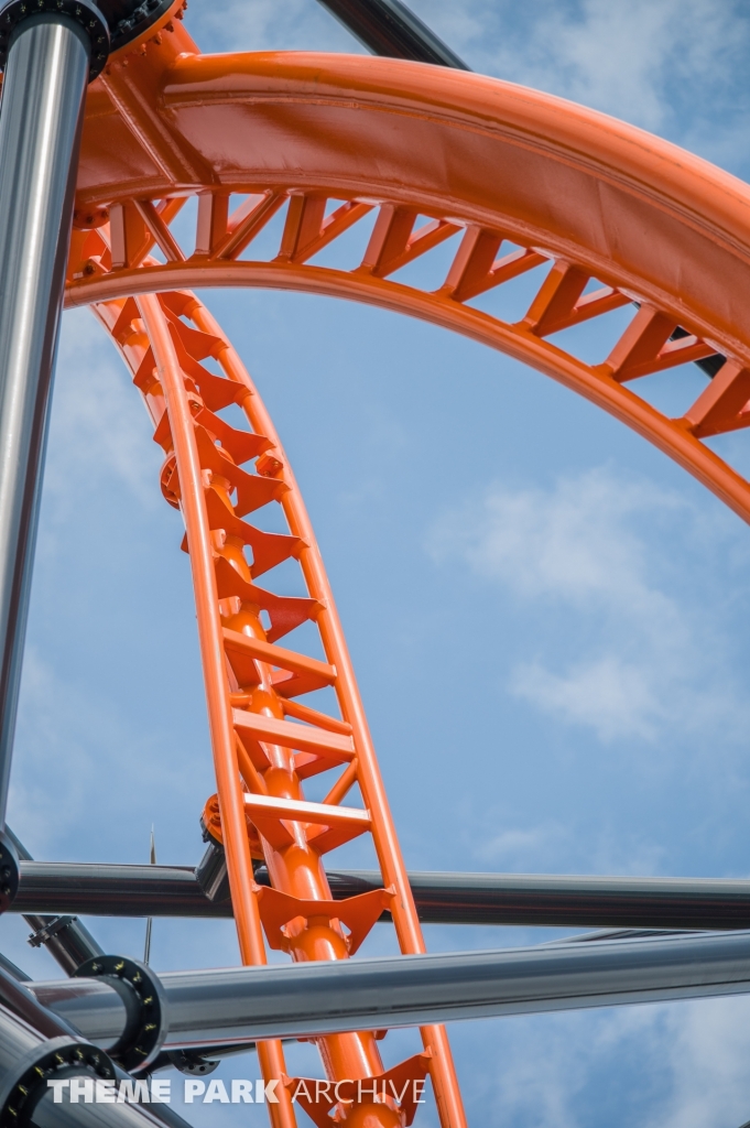 Tigris at Busch Gardens Tampa