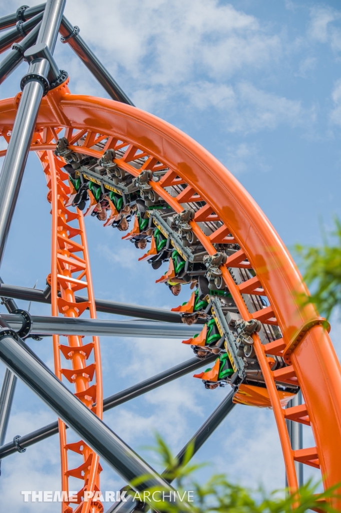 Tigris at Busch Gardens Tampa