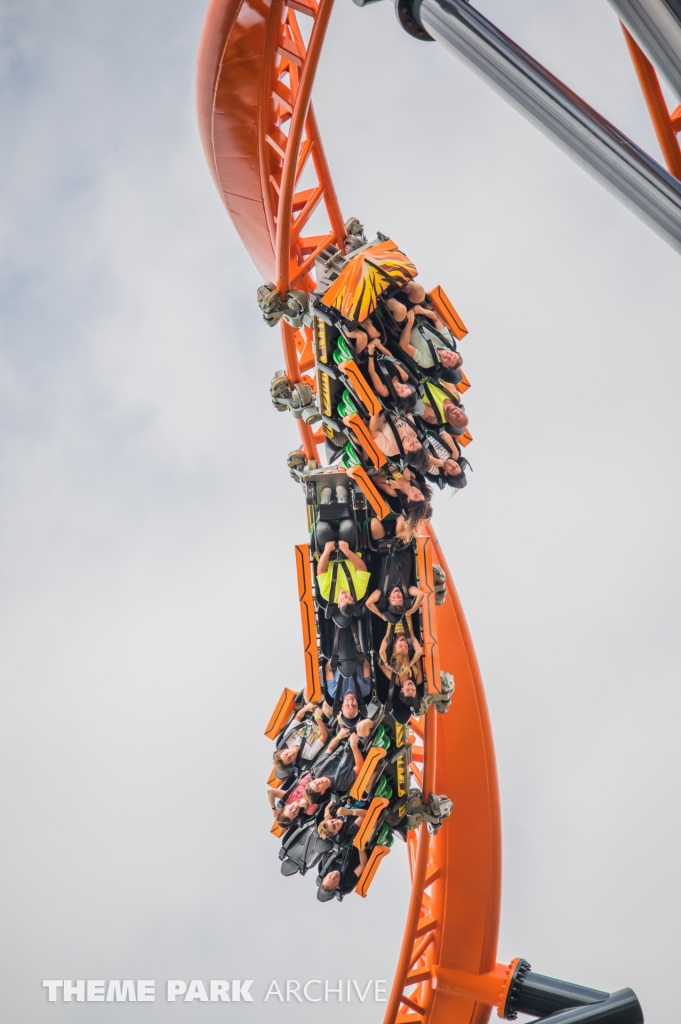 Tigris at Busch Gardens Tampa