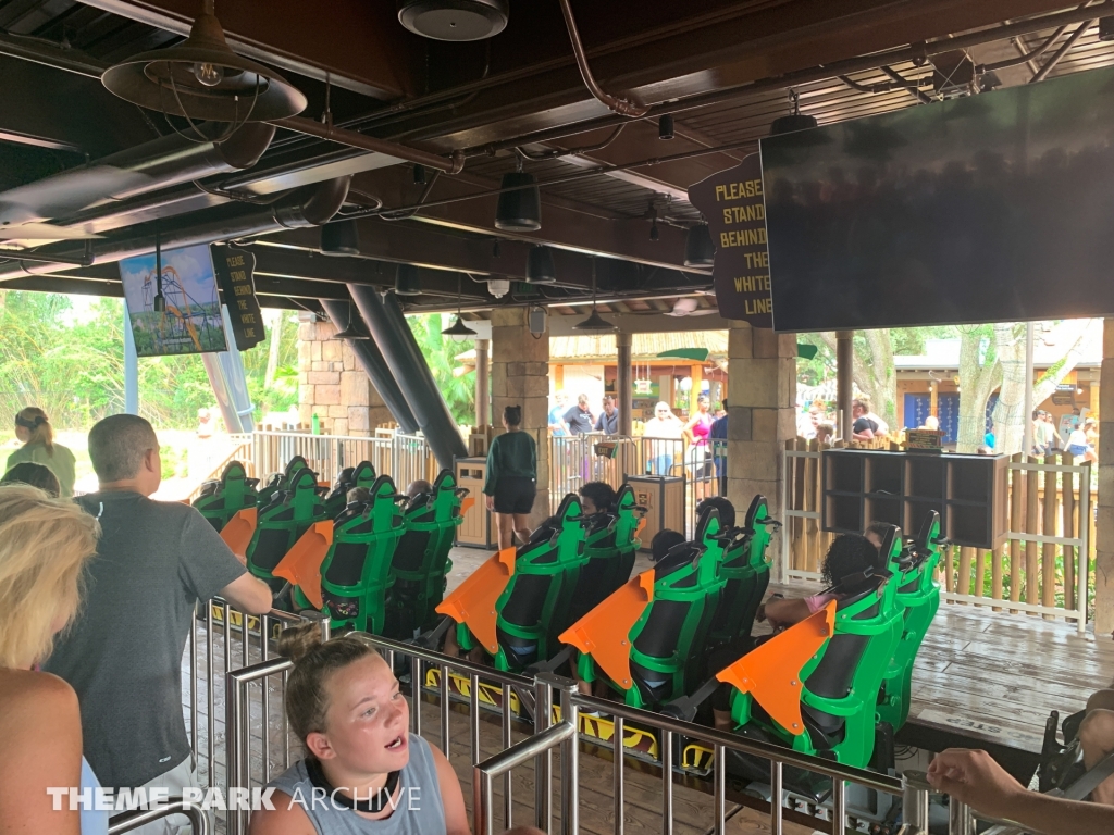 Tigris at Busch Gardens Tampa