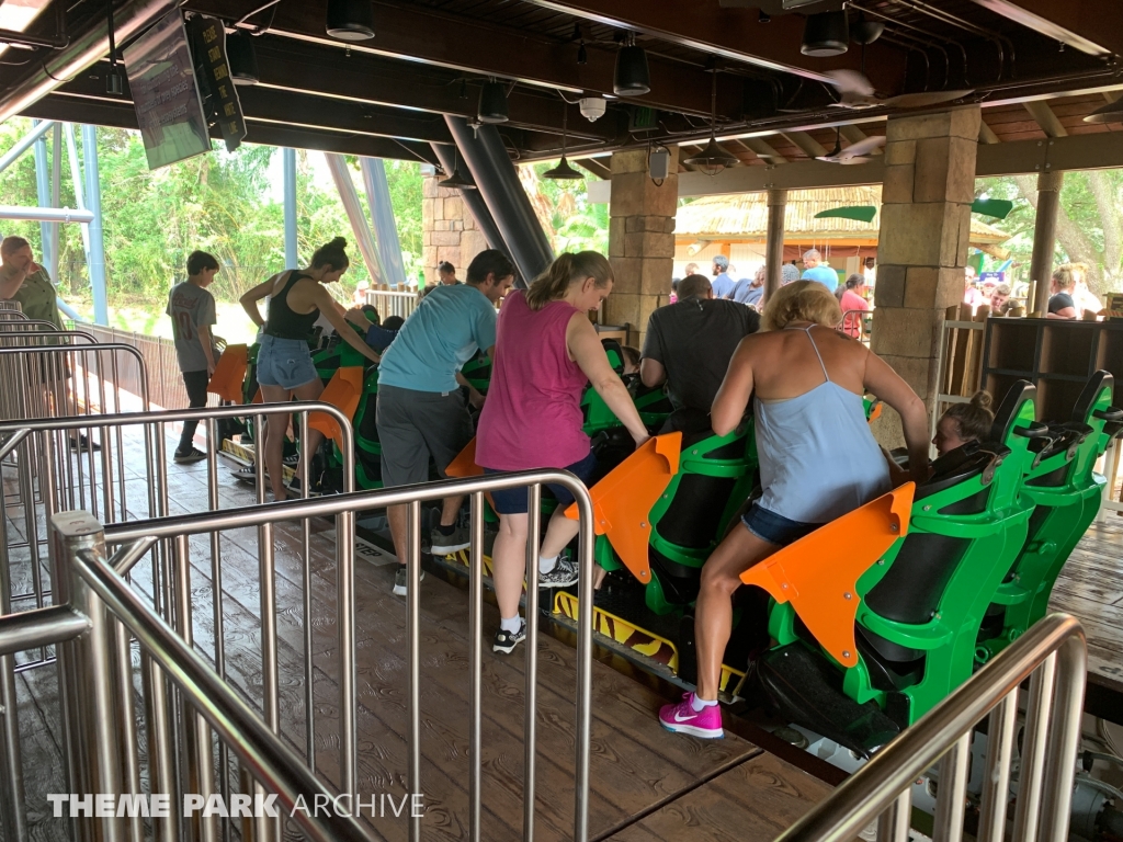 Tigris at Busch Gardens Tampa