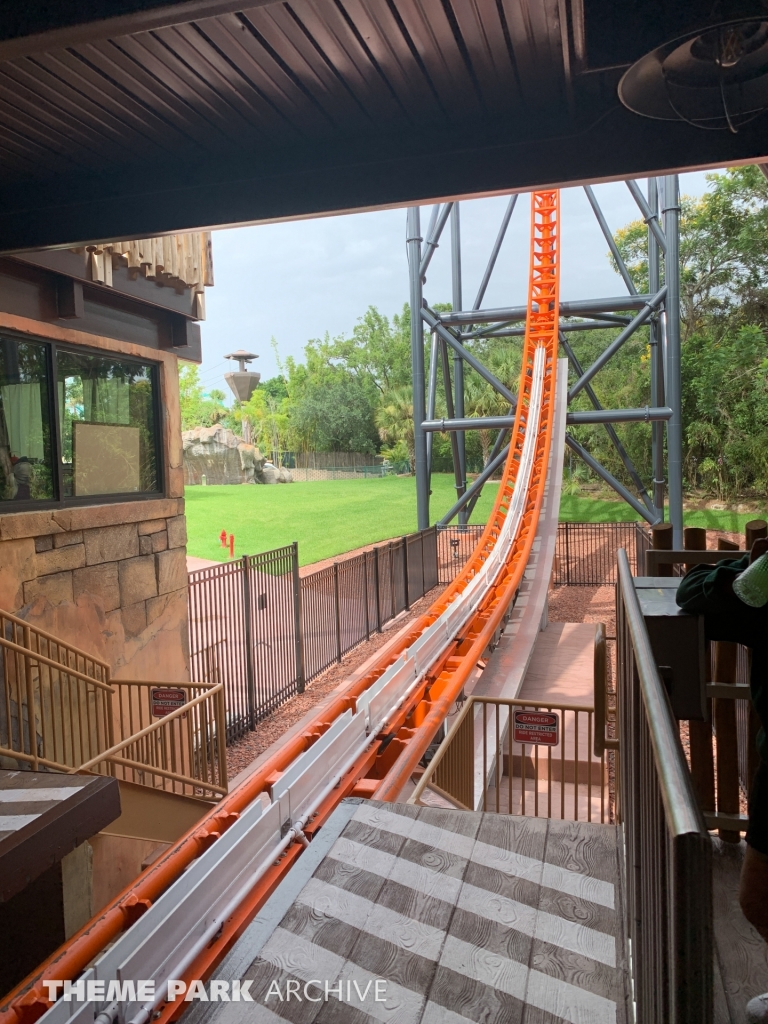 Tigris at Busch Gardens Tampa