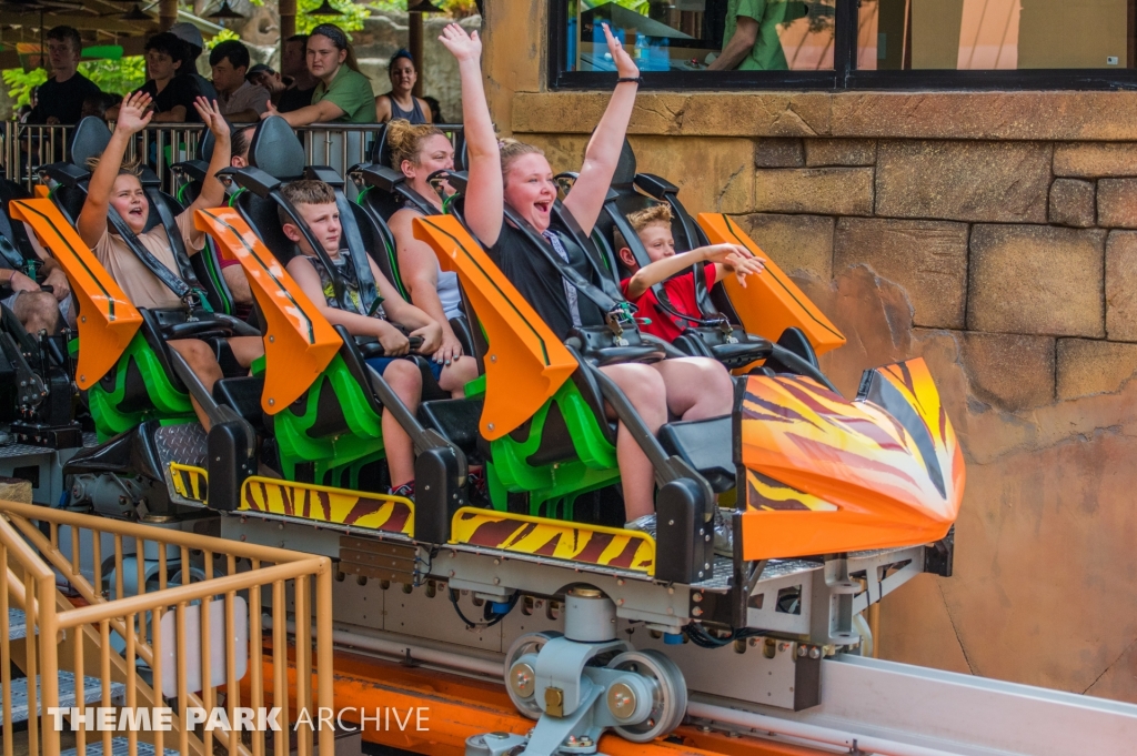 Tigris at Busch Gardens Tampa