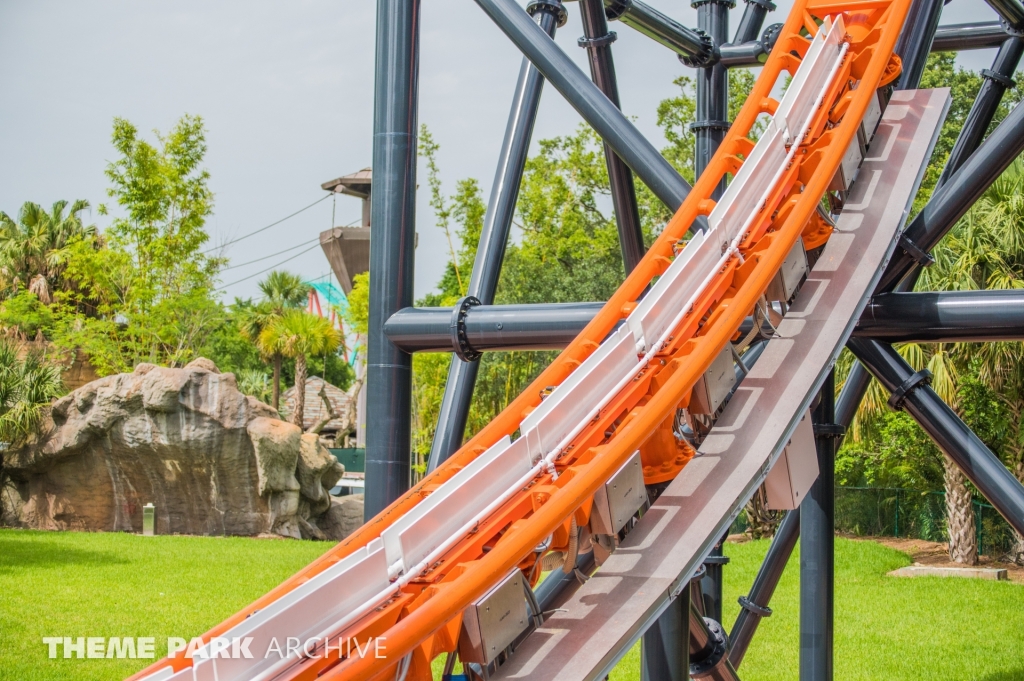 Tigris at Busch Gardens Tampa