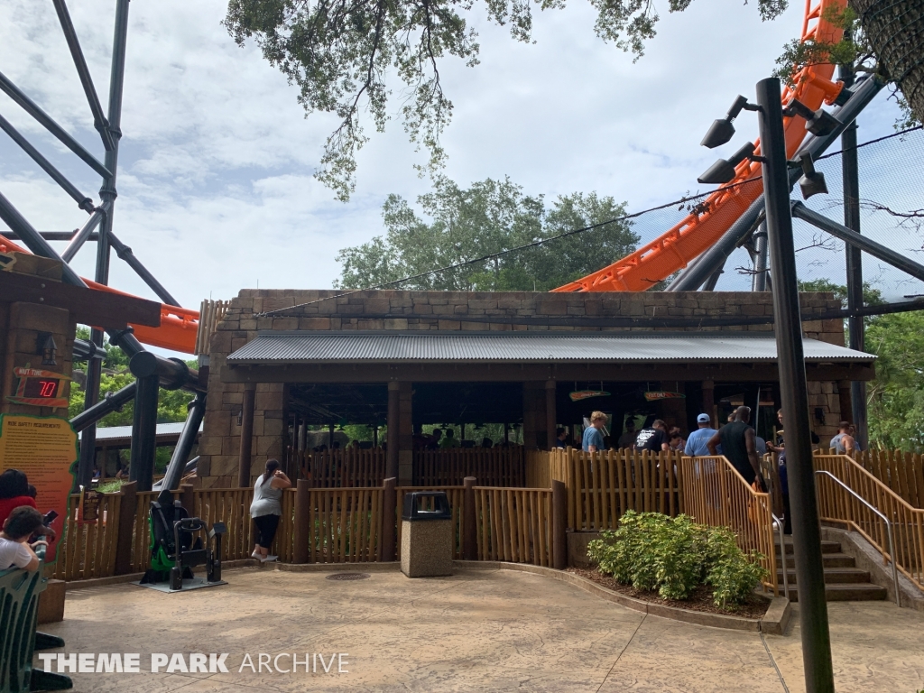 Tigris at Busch Gardens Tampa