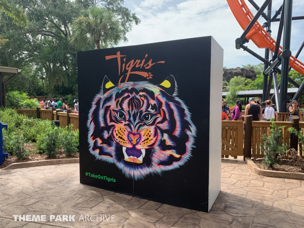 Tigris at Busch Gardens Tampa