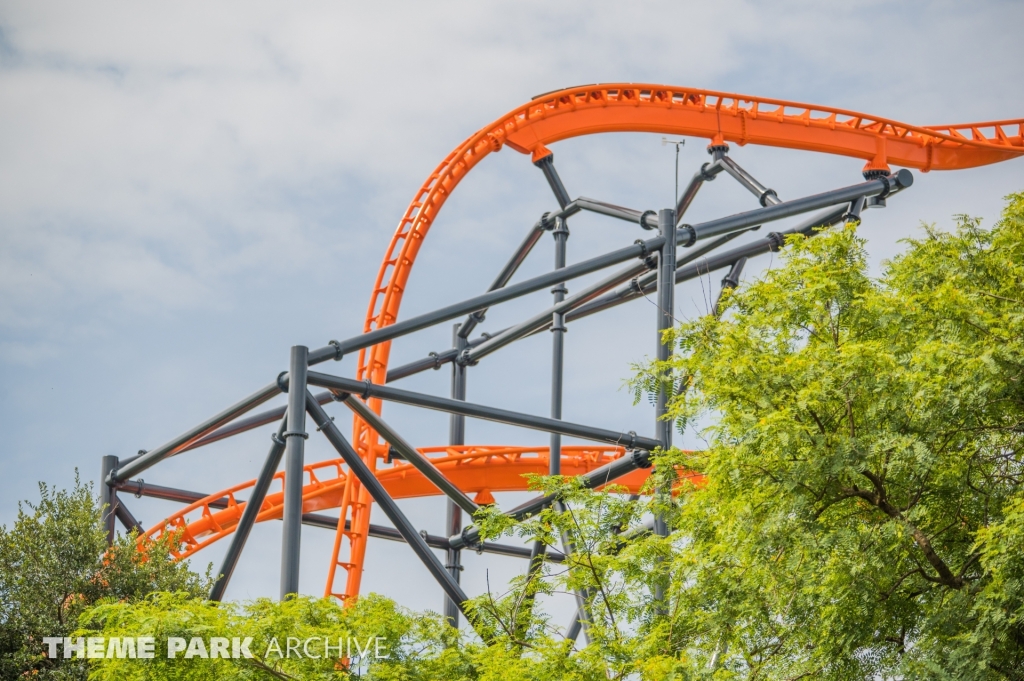 Tigris at Busch Gardens Tampa