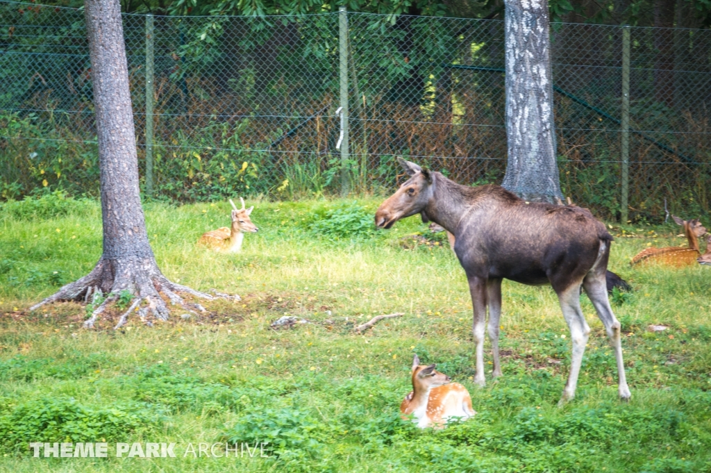 Safaribanan at Kolmarden