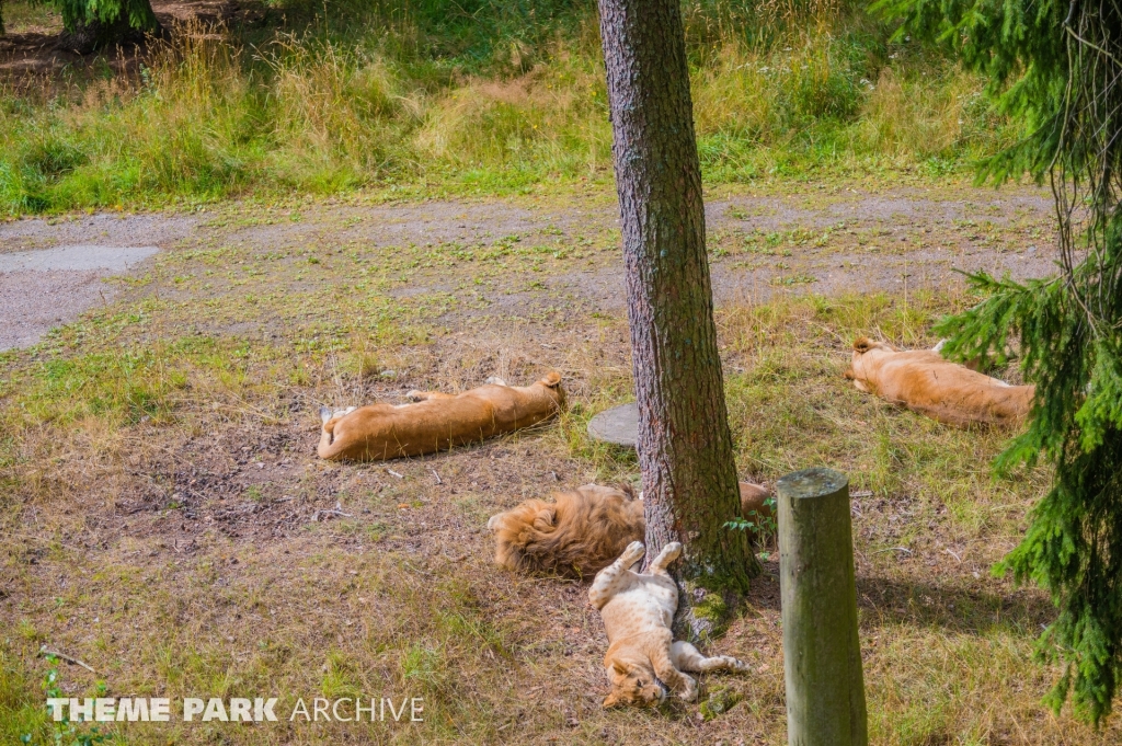 Safaribanan at Kolmarden