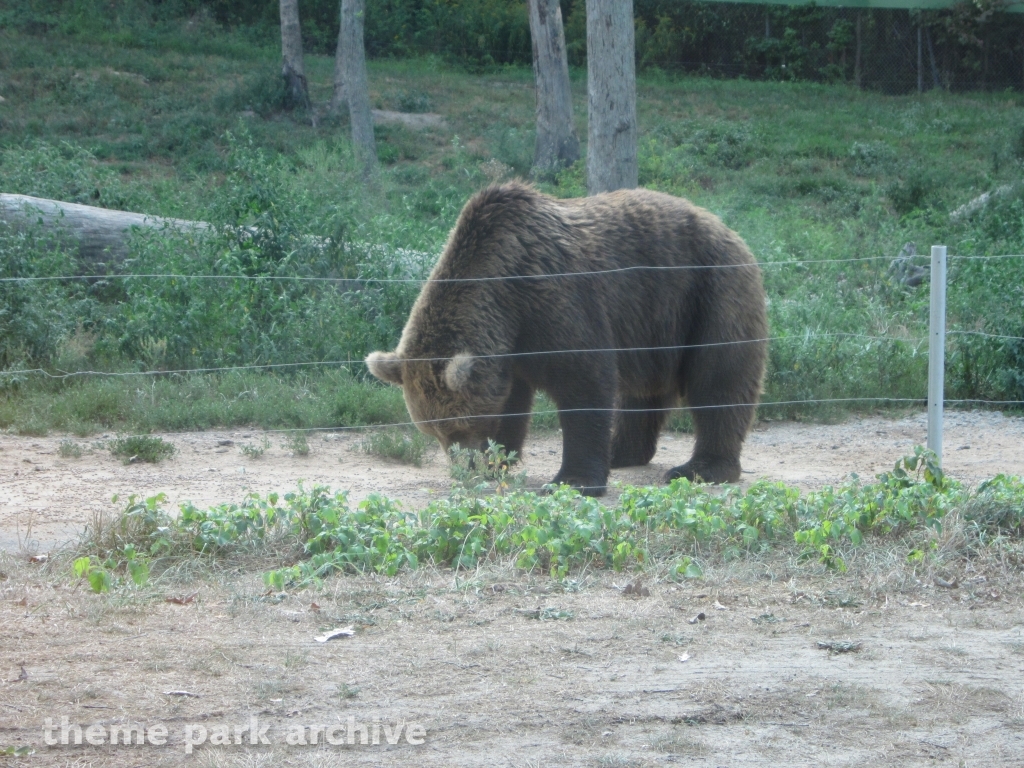 Wild Safari at Six Flags Great Adventure